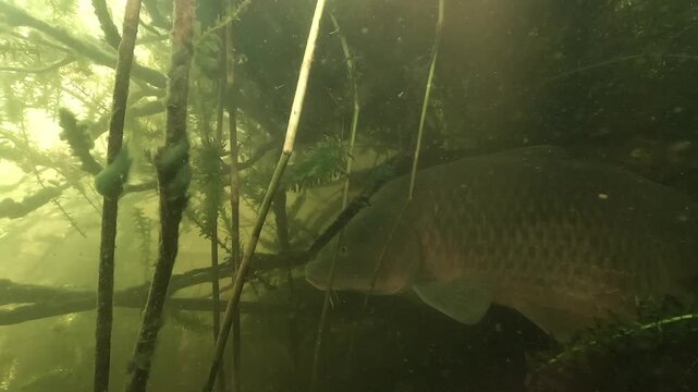 A gravid carp - Cyprinus carpio - rubs against a wels catfish - Silurus glanis - showing close freshwater coexistence between these large fish.