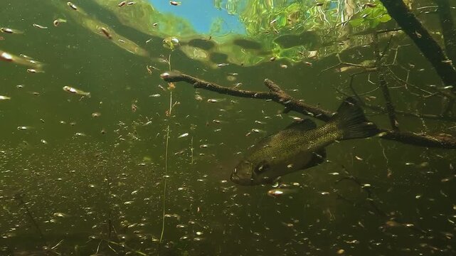 Male largemouth bass Micropterus salmoides quickly crosses a dense swarm of newly hatched fry during spawning season in shallow freshwater habitat. Check my portfolio for more bass footage