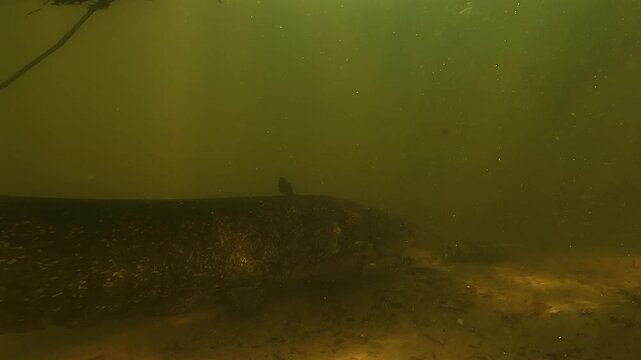 Wels catfish - Silurus glanis - wakes from rest on sandy lake bottom and slowly swims away, its long tail propelling the body in soft zigzag motion.