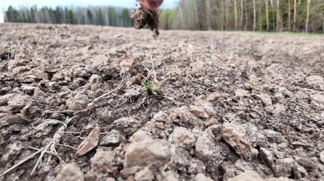 Ground-level close-up of dry plowed soil with a single weed plant in focus. A hand reaches into the frame, pulls the plant out by the roots, shakes off soil while visible clumps remain attached, then