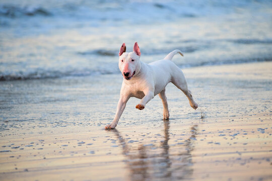 What male bull terrier running in the surf at Galveston beach