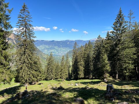 Mixed forests and thinned out trees on the slopes of the Uri Alps mountain massif and in the Melchtal Swiss alpine valley - Canton of Obwald, Switzerland (Kanton Obwalden, Schweiz)