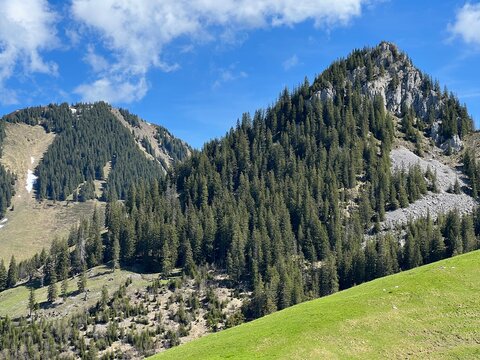 Mixed forests and thinned out trees on the slopes of the Uri Alps mountain massif and in the Melchtal Swiss alpine valley - Canton of Obwald, Switzerland (Kanton Obwalden, Schweiz)