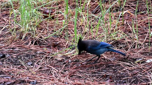 4K HD video of one California Scrub Jay foraging for and eating food buried under pine needles on the ground. A nonmigratory bird that can be found in urban areas.
