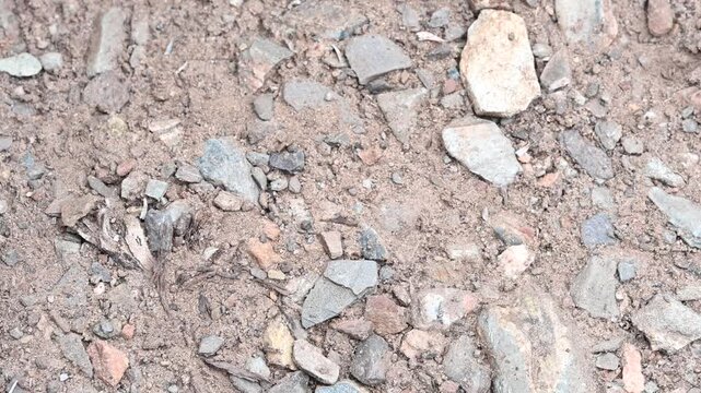 4K HD video view from above on lizard on a dirt trail, darts out of frame to viewers right.
