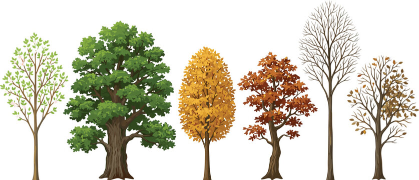 Collection of diverse trees showcasing distinct seasonal foliage and deciduous states on a plain background