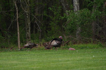Wild turkey at the edge of a field against the woods in Western Pennsylvania. Large gobbler strutting with hen nearby. © Kathy