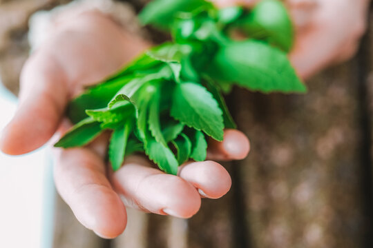 palm holds green stevia leaves.Alternative natural food without sugar.Sugar substitute. Natural dietary sweetener. Alternative Low Calorie Vegetable Sweetener. 