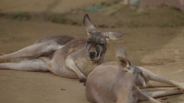 Relaxed Kangaroo Resting Close Up Wildlife Portrait