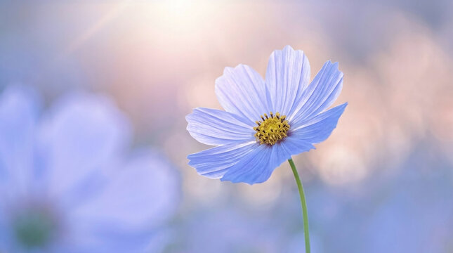 A single soft purple cosmos flower blooms beautifully under the gentle rays of a bright sunlit morning