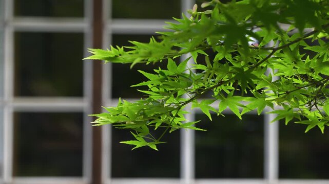 古い日本家屋の窓辺と新緑のカエデの葉

