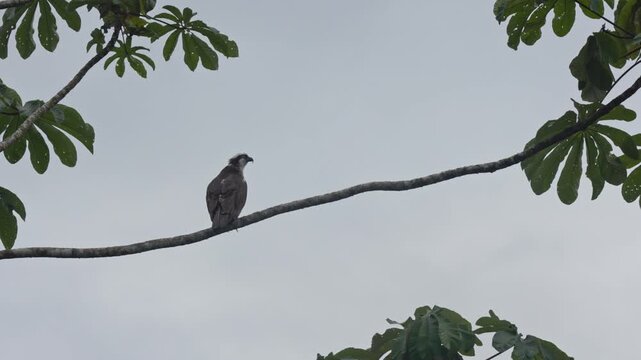 Osprey bird of prey perching on a cecropia tree branch in costa rica
