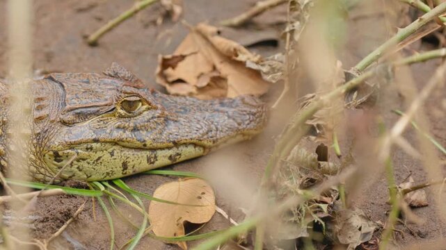 Spectacled caiman lying motionless in costa rican jungle