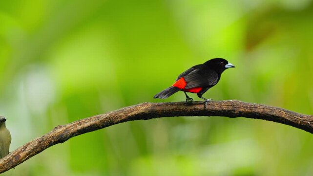 Crimson-collared tanager perching on a branch