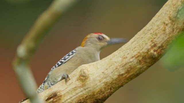 Hoffmann's woodpecker perching on a tree branch in costa rica