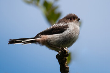 Juvenile long tailed tit perched on branch with blue sky background in spring Greece. © Bill Stefanis