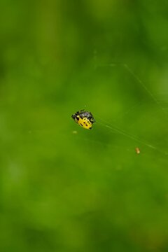 Gasteracantha cancriformis spider, known as arana panadera, displaying vibrant yellow and black colors, suspended on a web against a blurred green background in Ecuador