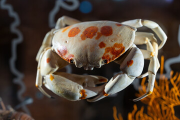 Colorful porcelain crab isolated underwater with detailed marine aquatic background scene © o1559kip