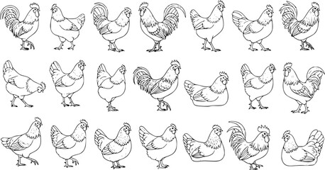 Fototapeta premium Various Chicken and Rooster Line Art Set. Hand-drawn Outline Sketches of Farm Poultry Birds. Collection of Hens and Roosters in Different Poses, White Background Drawing.