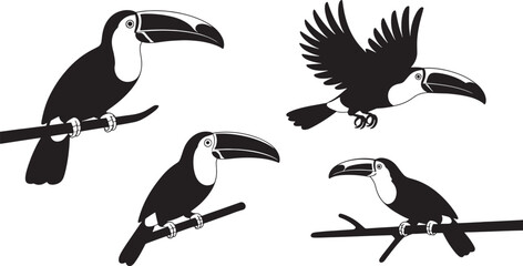 Fototapeta premium Four black and white toucan on branches one flying bird silhouette