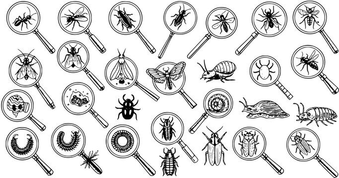 Insect Observation: An Array of Bugs Under Magnifying Glasses in Hand-Drawn Style
