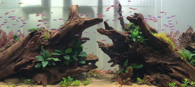 4K slow motion cardinal tetra fish school swimming peacefully in planted tank with green aquatic plants, serene nature background footage

