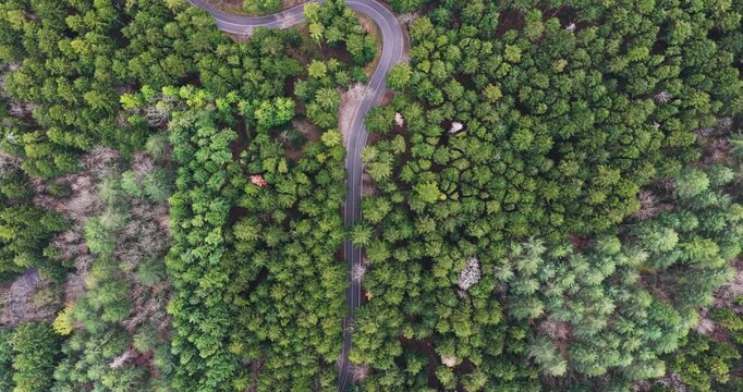 Aerial view of a narrow asphalt road winding through a lush evergreen forest with dense treetops Vallombrosa, Tuscany, Italy.