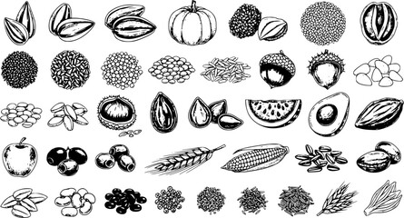 Hand-Drawn Vector Collection of Healthy Organic Food Ingredients: Seeds, Nuts, Grains, Fruits  Vegetables in Detailed Sketch Style for Vegan  Farm Market Designs. © abenail