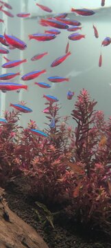 4K cinematic planted aquarium with schooling cardinal tetra fish, lush tropical underwater footage for nature documentary and relaxation content