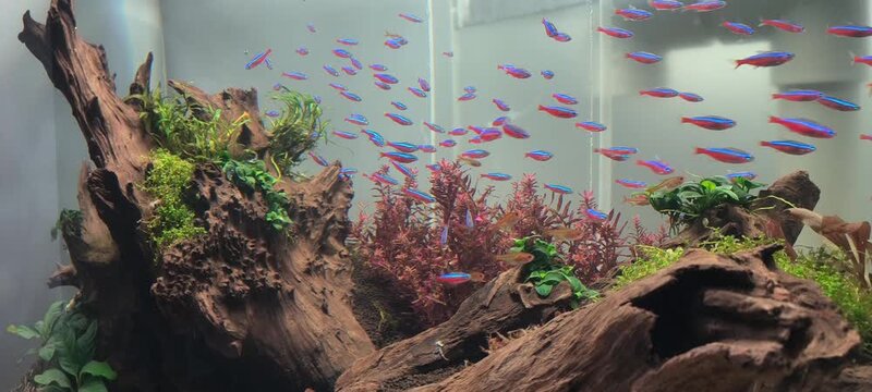 4K freshwater planted aquarium tank with tropical fish school gliding through green plants, zen and mindfulness background video