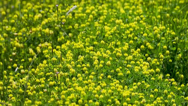 野原に咲いたクスダマツメクサ