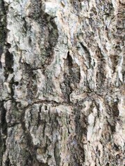 Fototapeta premium bark of a tree