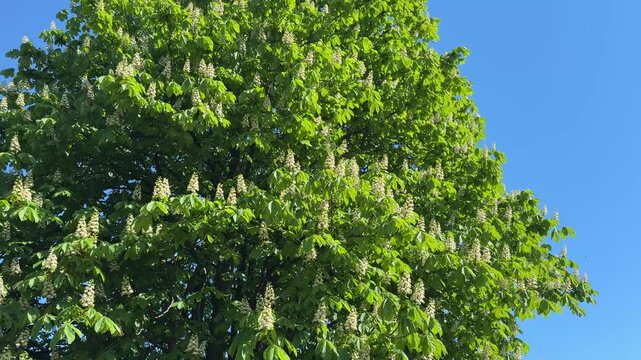 Horse chestnut tree in full bloom.