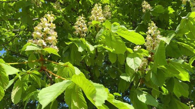 Spring chestnut tree green leaves and white candles