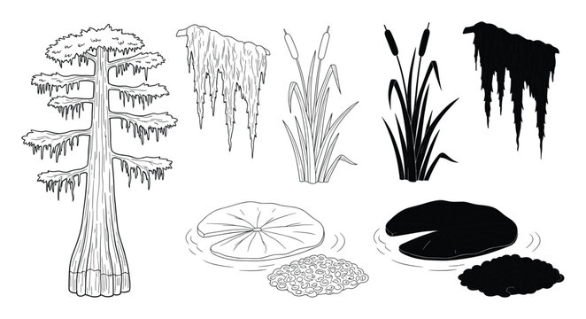 Vital wetland flora and swamp fauna elements for educational biology and environmental projects