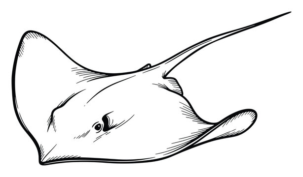 Detailed handdrawn stingray sketch for educational marine wildlife projects and aquatic themed graphic designs