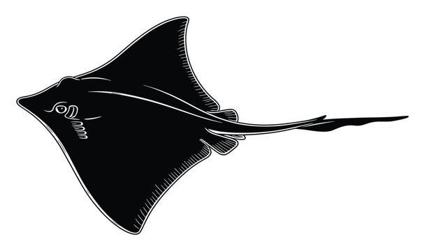 Graceful stingray silhouette swimming underwater capturing ocean wildlife essence for diverse graphic uses