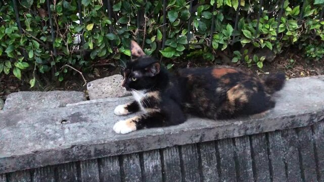 A calico cat with black, white, and orange patches rests on a concrete ledge.