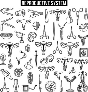 Reproductive System Outline Icons: Gynecological Instruments  Female Anatomy Collection