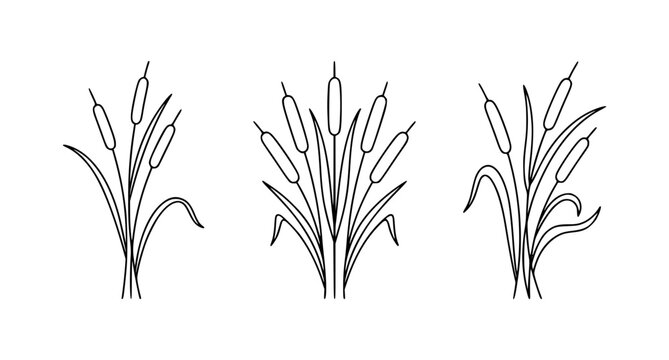 Minimalist cattail line art vector logo set with simple botanical reed icon design