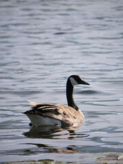 Fototapeta premium Canadian Goose at Cheam Lake Wetlands Regional Park during a spring season in Rosedale, Fraser Valley, British Columbia, Canada
