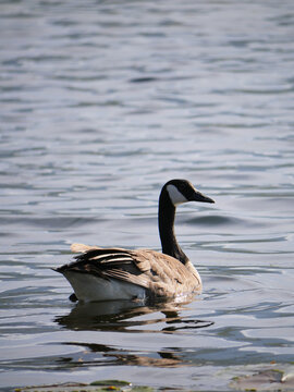 Canadian Goose at Cheam Lake Wetlands Regional Park during a spring season in Rosedale, Fraser Valley, British Columbia, Canada