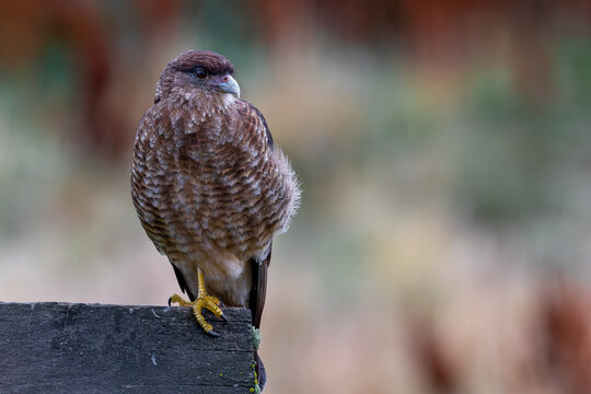 Chimango caracara - Daptrius chimango 