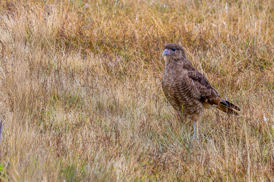 Chimango Caracara