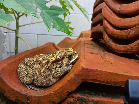 A frog Asian Common Toad (Duttaphrynus melanostictus) Resting on Terracotta Roof Tiles