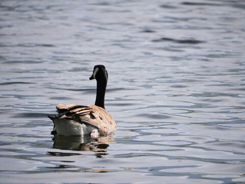 Canadian Goose at Cheam Lake Wetlands Regional Park during a spring season in Rosedale, Fraser Valley, British Columbia, Canada