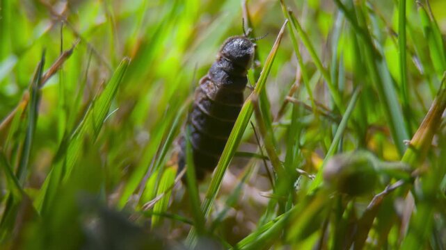 Insect close up. Firefly. Glow worm.