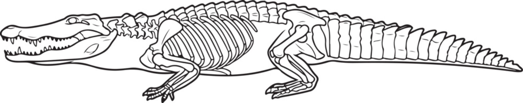 Crocodile Skeletal Structure Illustration - Alligator Anatomy Diagram with Skull and Bones - Vector Line Art of Reptile Skeleton