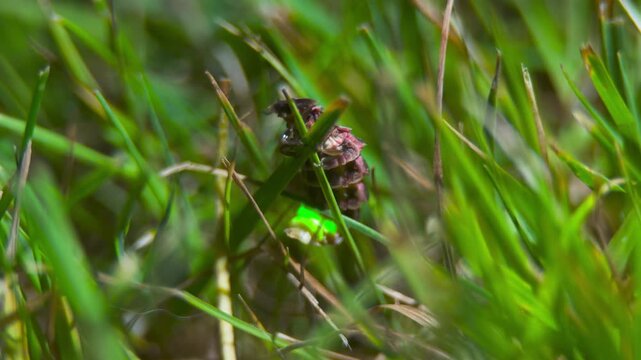 Insect close up. Firefly. Glow worm.