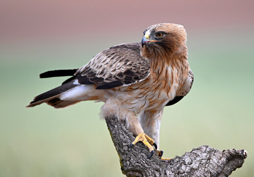a beautiful booted eagle in freedom